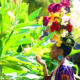 Jamie "J LeShae" Jenkins smelling flowers at the Dallas Arboretum.